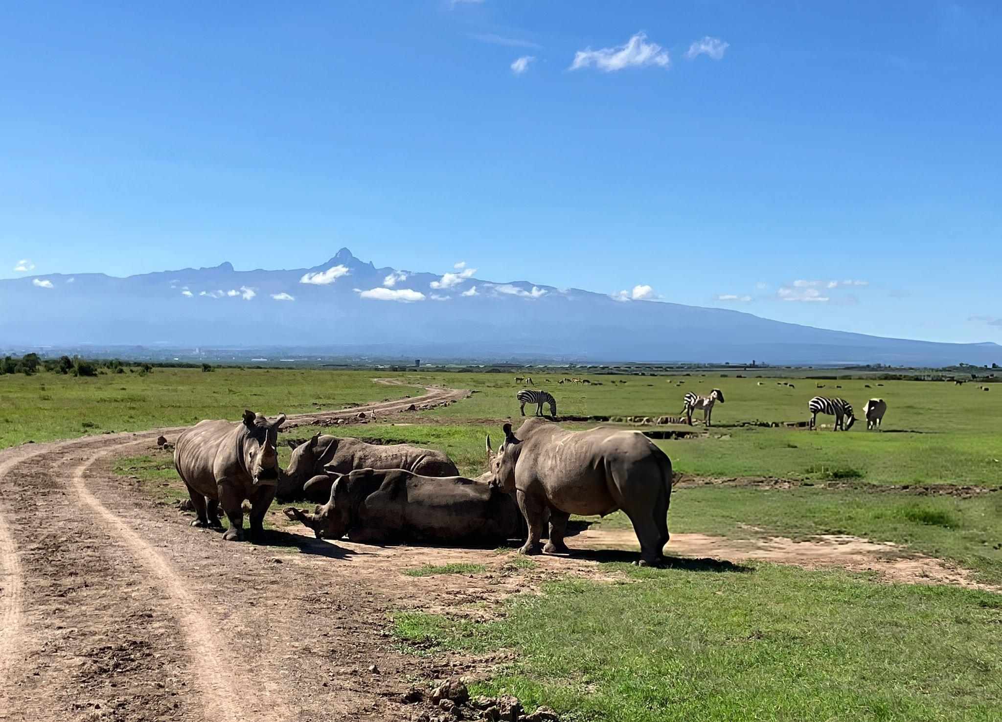 Ol Pejeta Rhinos